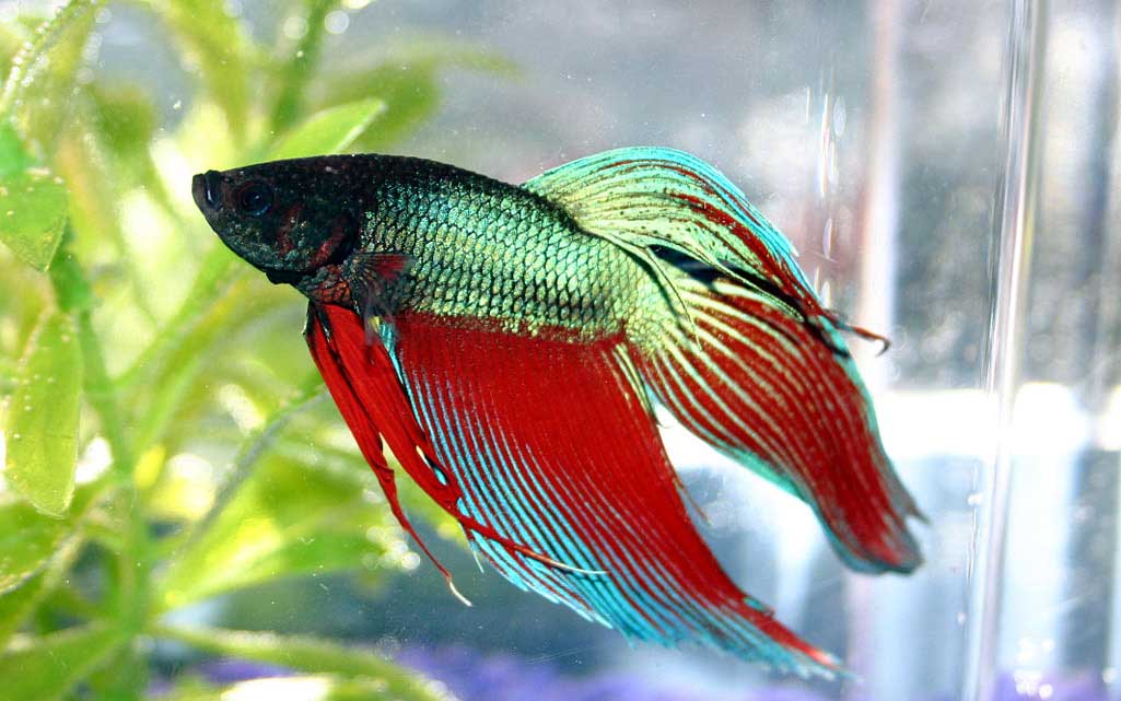 betta