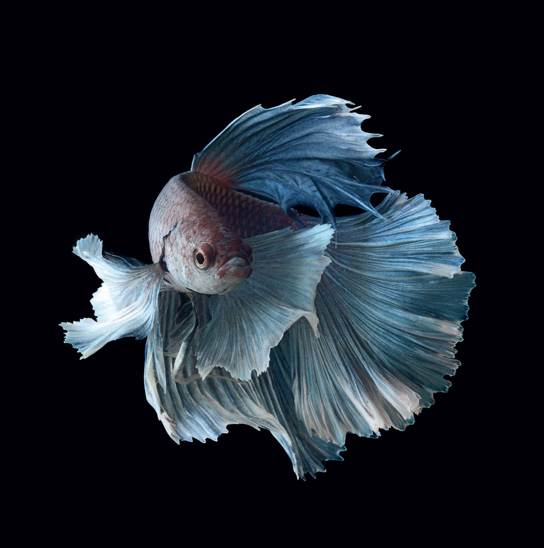 Fighting fish